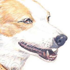 Dog called Moira. Watercolour.