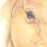 Dressage horse called Teaser. Watercolour.
